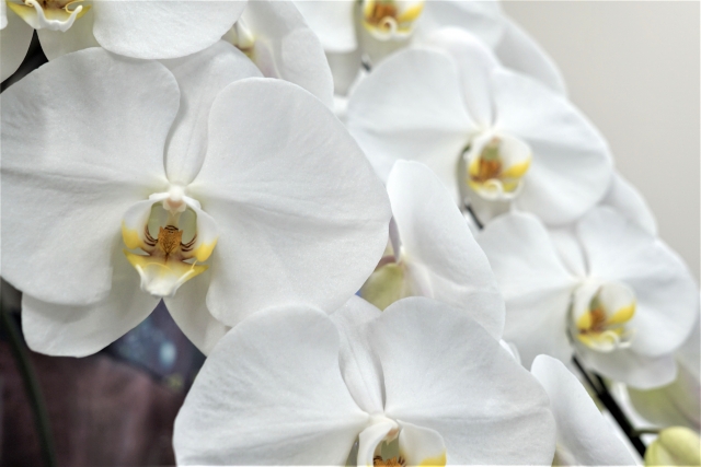 alt="胡蝶蘭の葉が黄色くなった状態を見分けるための参考写真"