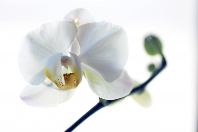 alt="胡蝶蘭の下葉が自然な老化で黄色くなっている状態の写真"