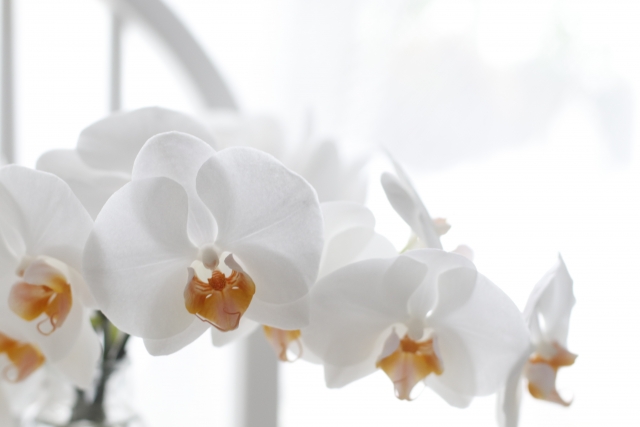 alt="胡蝶蘭の水やりイメージ｜花後の水管理の参考写真"