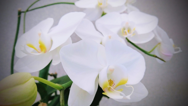 alt="胡蝶蘭の夏管理でやってはいけないことを解説するイメージ写真"