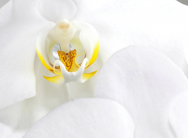 alt="胡蝶蘭の葉がしおれる原因を解説する記事の導入写真"