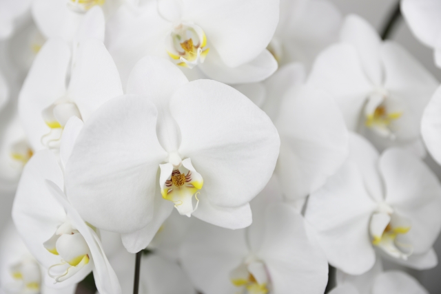 胡蝶蘭を翌年咲かせるための管理イメージ｜健康な葉と開花した花