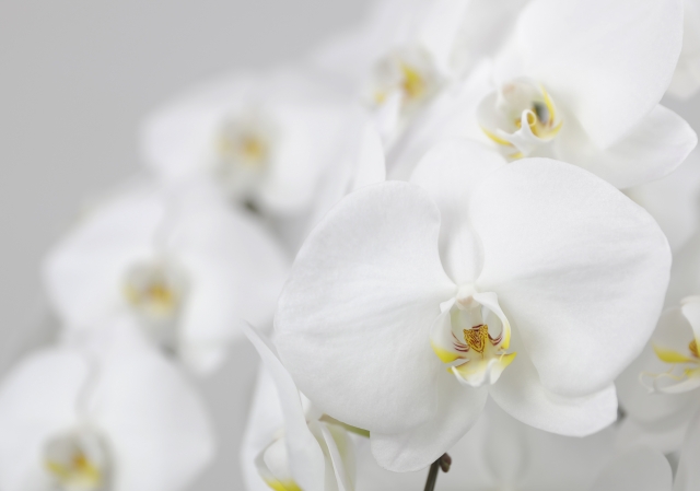 alt="葉がしおれた胡蝶蘭の状態を確認するための参考写真"