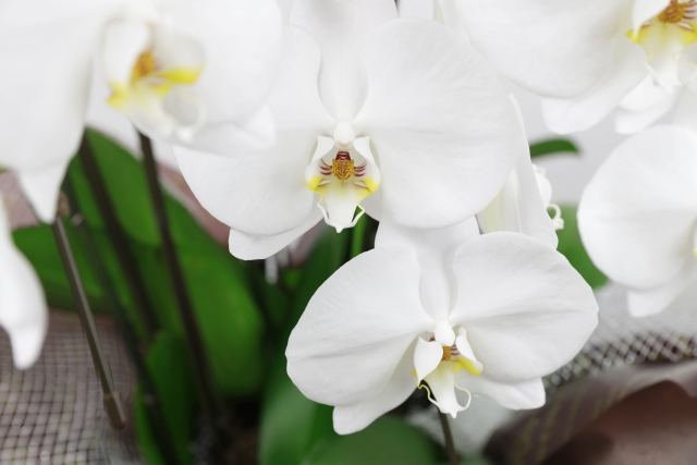 白い胡蝶蘭（ファレノプシス）の花をやわらかな室内光で捉えたクローズアップ写真｜黄色いリップとグリーンの葉が映える上品なコチョウラン画像