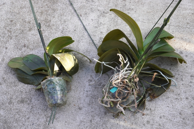根腐れして根の処理をしている胡蝶蘭