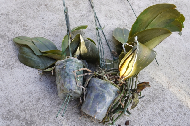 根腐れを起こした胡蝶蘭と健康な白い根の対比が分かる写真｜復活可能かを見極めるための診断用比較画像