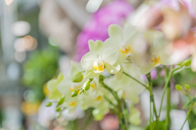 alt="春に成長する胡蝶蘭の花｜コチョウランの成長期イメージ写真"
