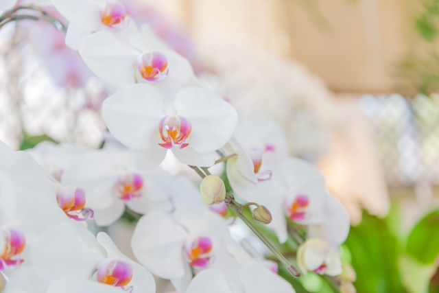 alt="胡蝶蘭の花のアップ写真｜コチョウランの花姿と健康な株の状態"