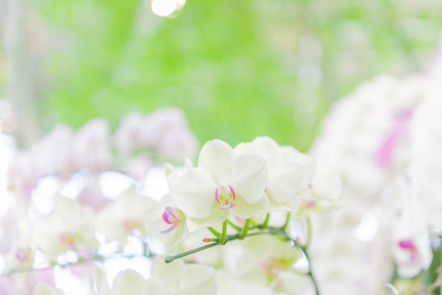 alt="胡蝶蘭の白い花が咲く鉢植え｜コチョウランの年間管理イメージ写真"