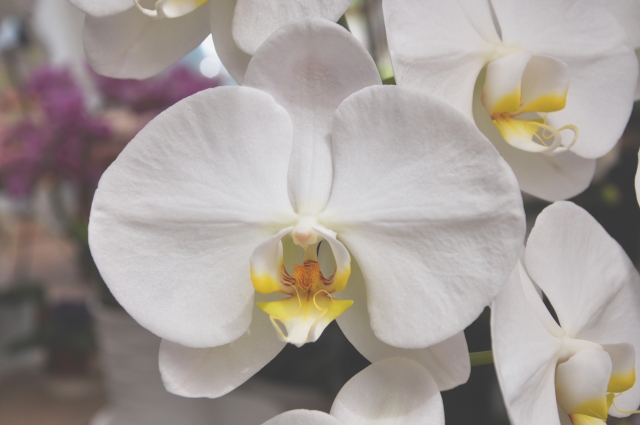 alt="根腐れにより葉がしおれた胡蝶蘭の株の状態写真"