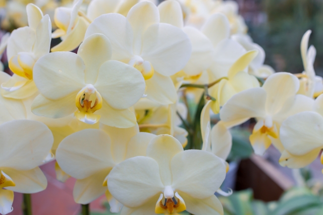 alt="弱り気味の胡蝶蘭を立て直す実体験記事のイメージ写真"