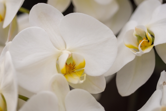 白い胡蝶蘭が咲き乱れる様子