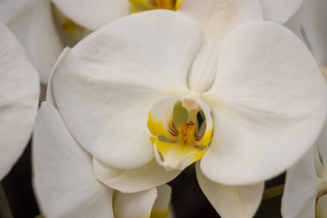 室内で管理されている胡蝶蘭の鉢植え