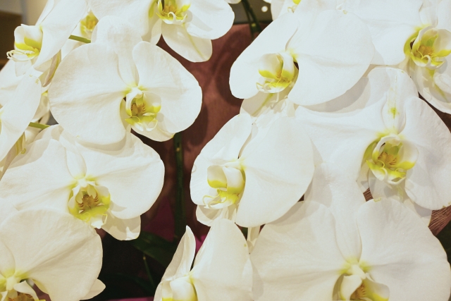 白い胡蝶蘭（ファレノプシス）の花が重なり合う華やかなクローズアップ写真｜黄色いリップが際立つ大輪コチョウランの高級感ある接写画像