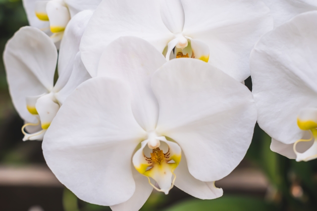 白い胡蝶蘭（ファレノプシス）の花を正面から捉えたクローズアップ写真｜黄色いリップが際立つ大輪コチョウランの高級感ある接写画像