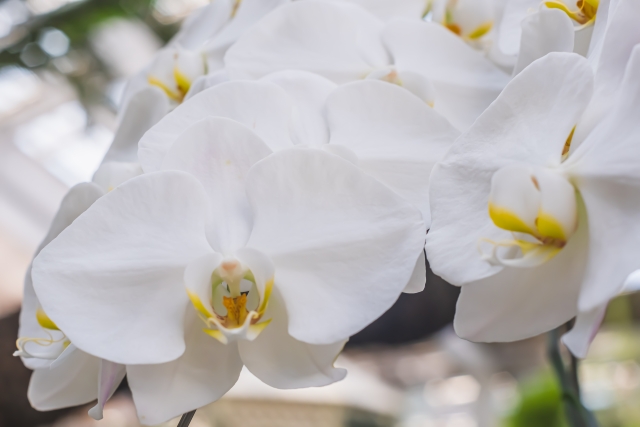 白い胡蝶蘭（ファレノプシス）が並んで咲く様子を斜めから捉えた写真｜黄色いリップが美しい大輪コチョウランのやわらかな自然光クローズアップ画像