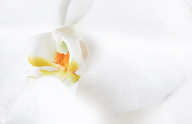 alt="葉の張りが弱く異変が気になる胡蝶蘭のイメージ写真"