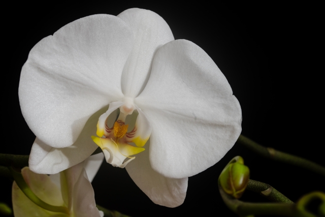 黒背景に映える白い胡蝶蘭（ファレノプシス）の一輪を捉えたクローズアップ写真｜黄色いリップとつぼみが美しい高級感あるコチョウラン画像