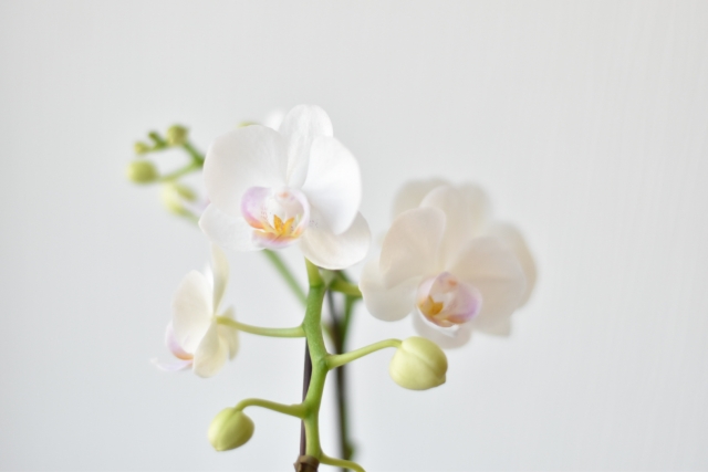 alt="胡蝶蘭の根腐れ対策を解説する記事の導入写真"