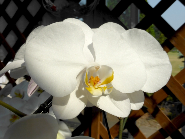 "胡蝶蘭の葉の状態イメージ｜黄色くなる葉や健康な葉の比較とトラブル判断の参考写真">