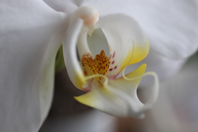 alt="胡蝶蘭の根腐れ後の植え替え手順を解説するイメージ写真"