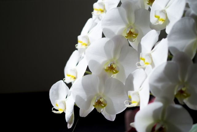 alt="贈答用の胡蝶蘭の鉢植え｜開業祝いや就任祝いに贈られる胡蝶蘭"