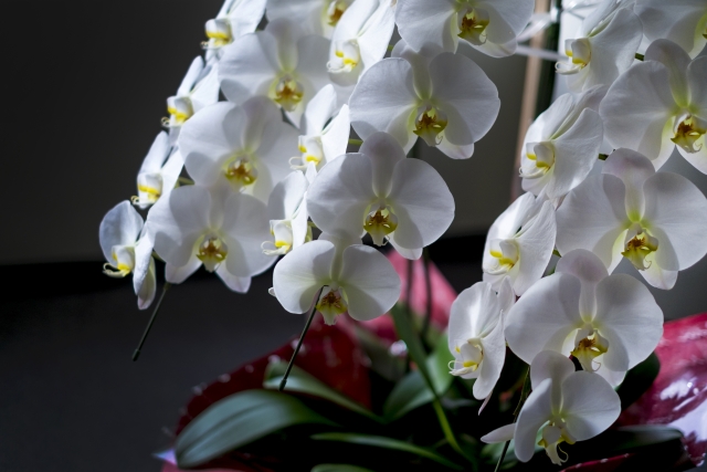 胡蝶蘭の植え替え作業で根の状態を確認している様子