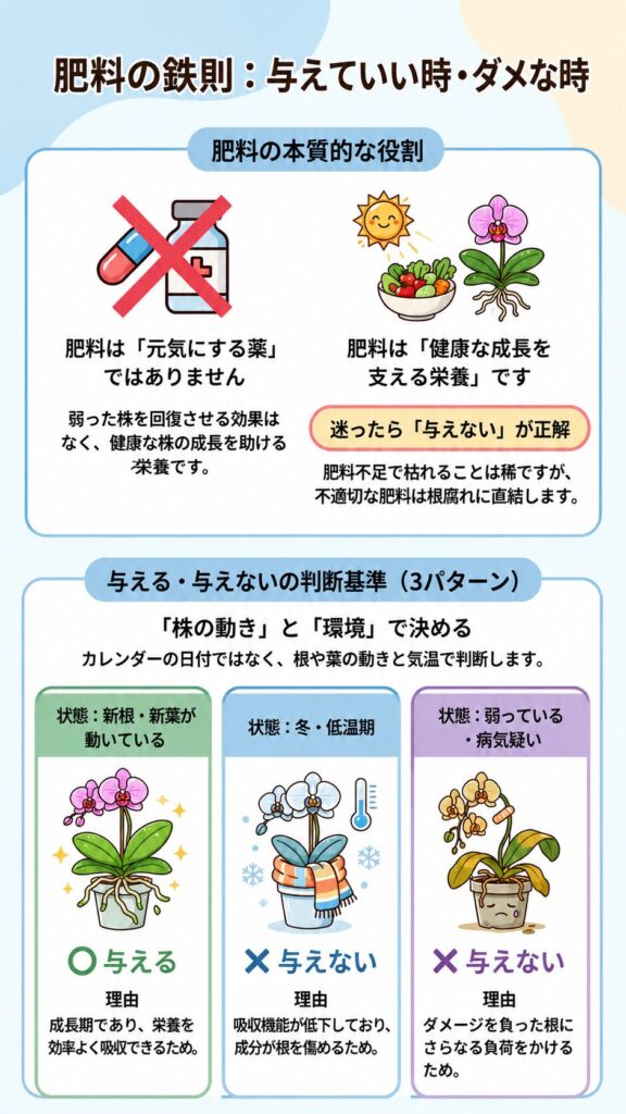 胡蝶蘭の肥料管理ガイド|肥料の役割と与えてよい時・与えてはいけない時を株の状態と季節で判断し、成長期のみ薄く与える基本ルールを解説したインフォグラフィック