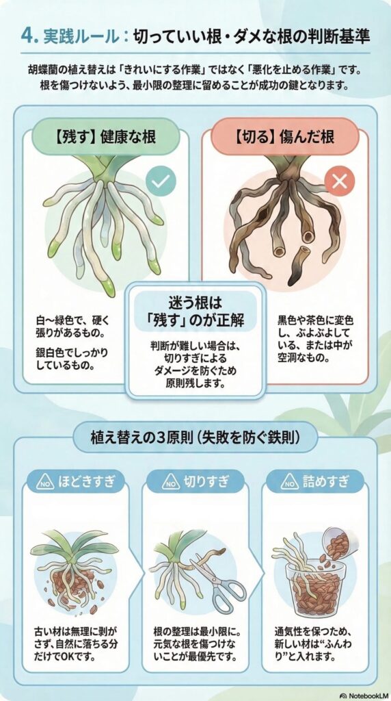 胡蝶蘭の根は切る？残す？植え替え時の健康な根と腐った根の見分け方・失敗しない3原則ガイド