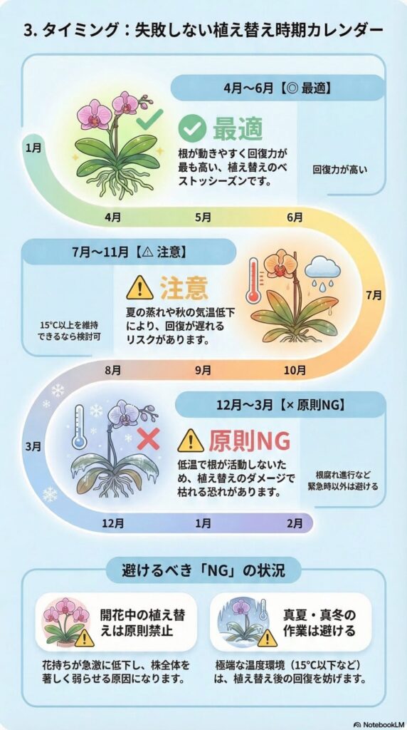 胡蝶蘭の植え替え時期カレンダー｜4〜6月が最適・冬はNGの理由と失敗しないタイミング判断ガイド
