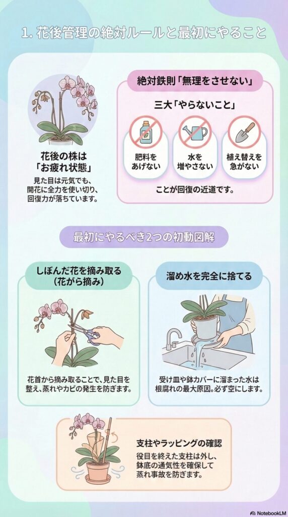胡蝶蘭の花後管理ガイド｜開花後に最初にやること（しぼんだ花の摘み取り・溜め水を捨てる・支柱確認）と絶対NGルールを解説した初心者向けケア図解