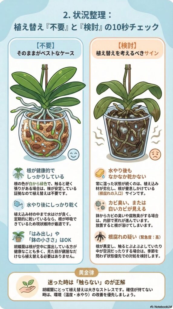胡蝶蘭の植え替え判断チェック｜不要か検討かを10秒で見分ける根の状態・乾き具合・カビ臭のサイン解説ガイド