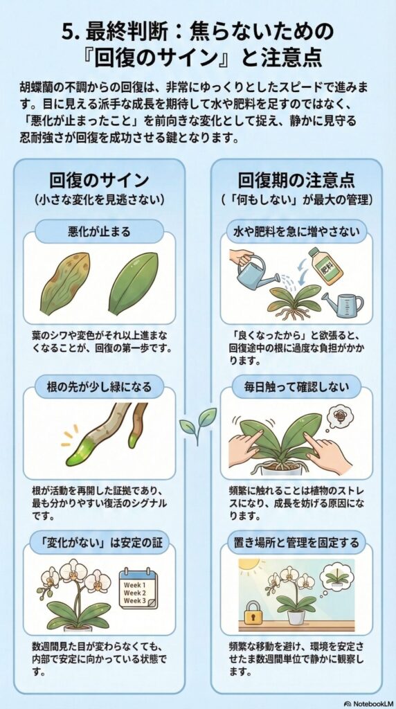 胡蝶蘭の回復サインとは？弱った株が復活する前兆と回復期に絶対やってはいけない管理方法