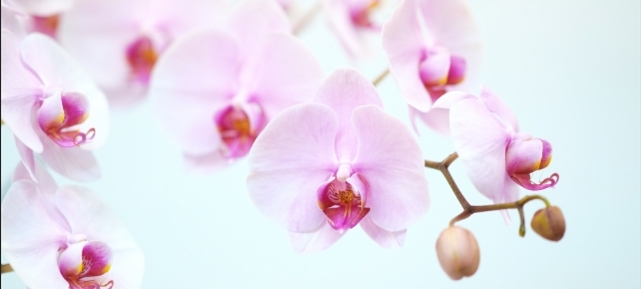 淡いピンクの胡蝶蘭が連なって咲く花房写真|法人贈答で華やかさと上品さを演出する高品質胡蝶蘭のアイキャッチ画像