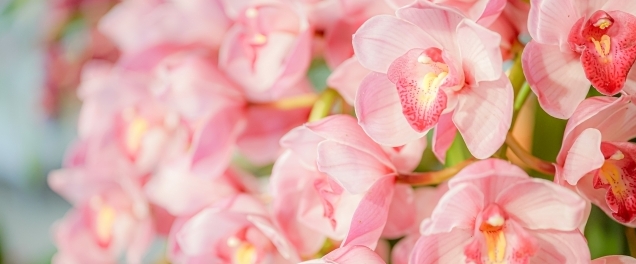 淡いピンクの胡蝶蘭が密に咲き並ぶ華やかな花房写真|法人贈答で上品さと高級感を演出するプレミアム胡蝶蘭のアイキャッチ画像