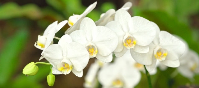 水滴をまとった純白の胡蝶蘭が美しく並ぶ花房写真|法人贈答で清潔感と鮮度を伝える高品質胡蝶蘭のアイキャッチ画像