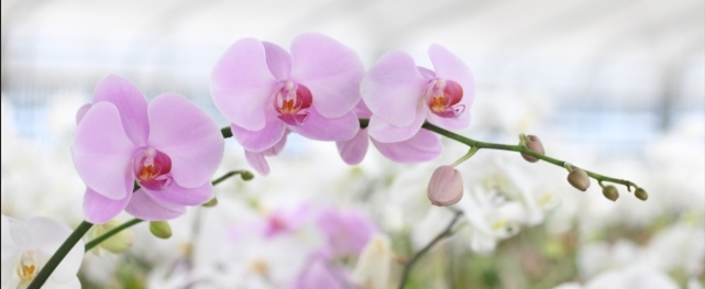 淡いピンクの胡蝶蘭がアーチ状に並ぶ花房写真｜法人贈答用胡蝶蘭の上品でフォーマルなアイキャッチ画像