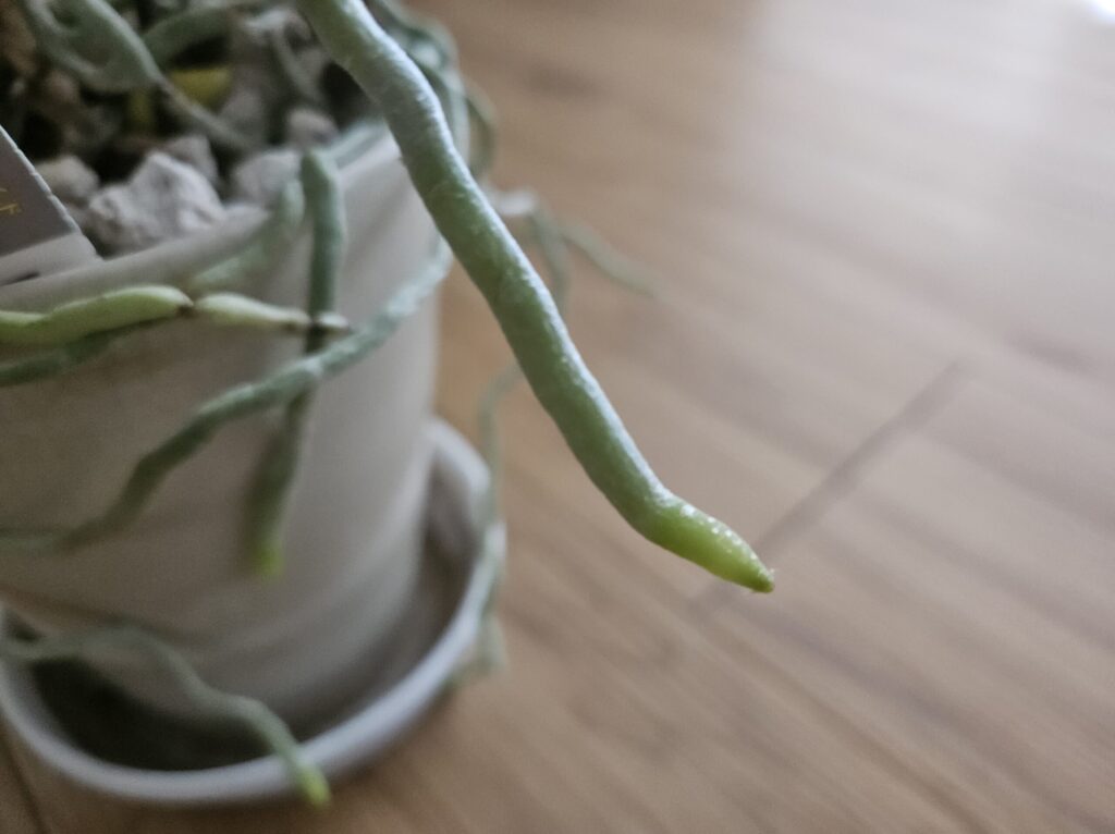 胡蝶蘭の先端がみずみずしい緑色で張りのある健康な新根の写真｜正常な成長中の根先と吸水機能が保たれている状態の実例（室内管理・鉢植え）