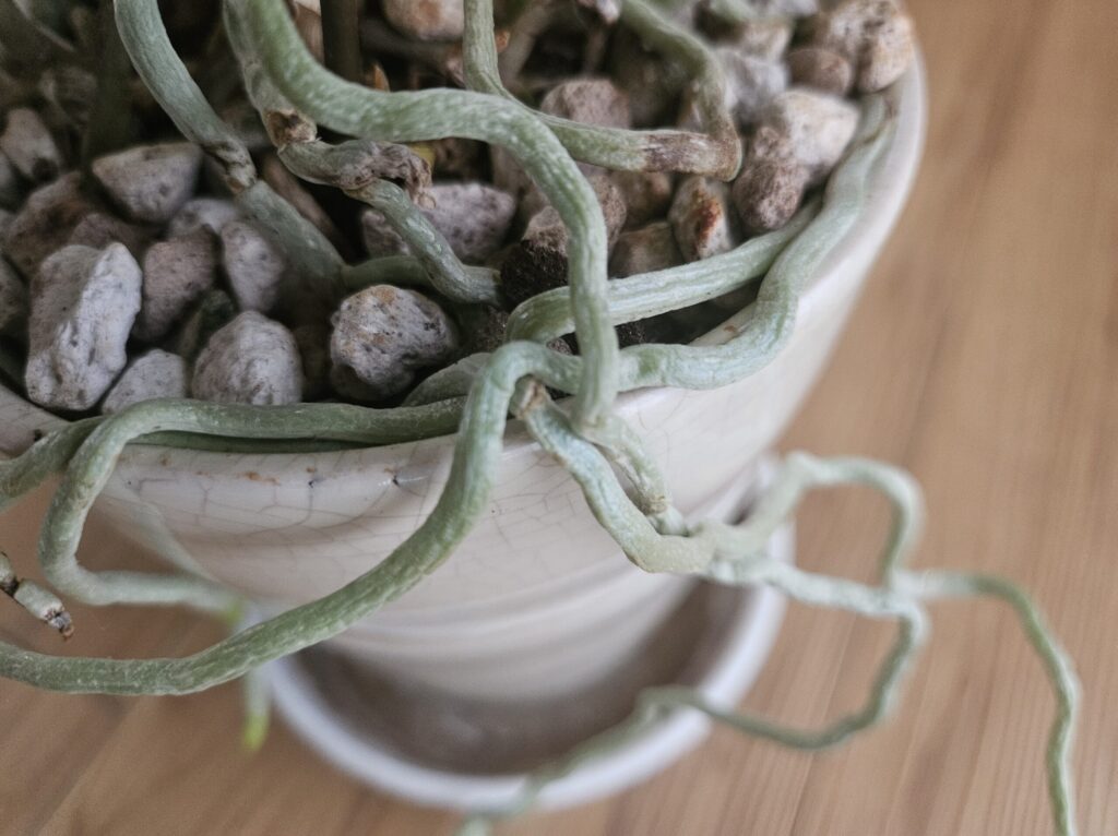 胡蝶蘭の白緑色で太く弾力のある健康な気根の写真｜しわがなく張りを保った正常な根の状態と用土環境の実例（室内鉢植え・軽石植え）