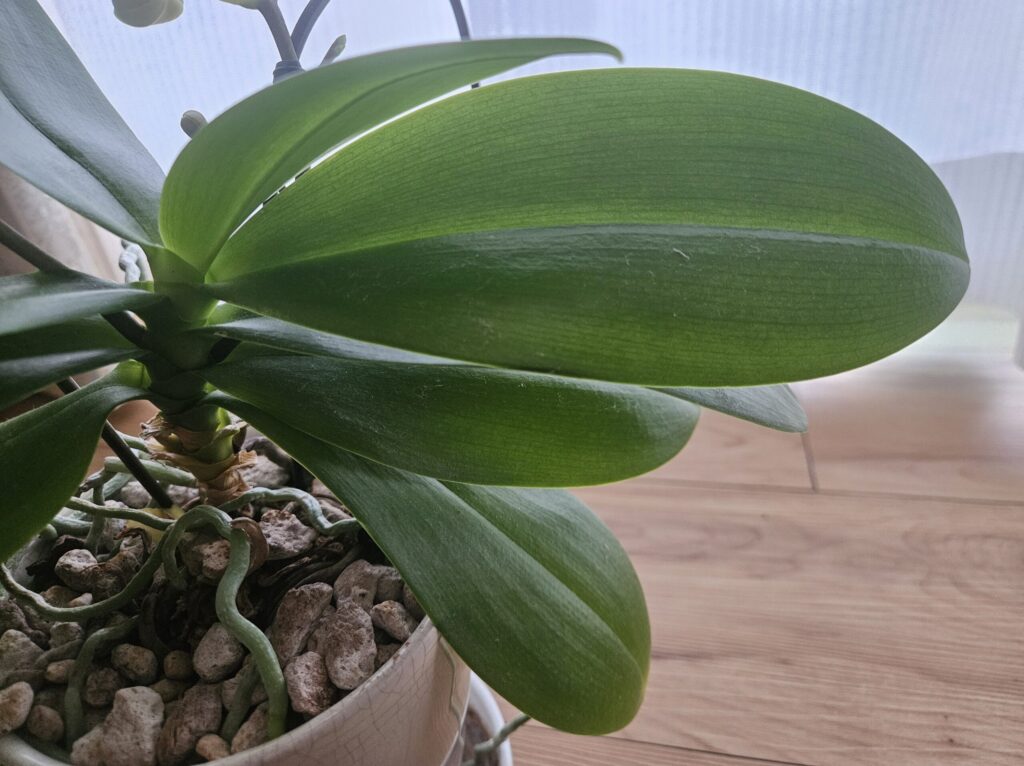 胡蝶蘭の厚みと艶があり濃緑色で張りのある健康な葉の全体写真｜黄変やしわのない正常な生育状態を示す実例（室内管理・軽石植え）