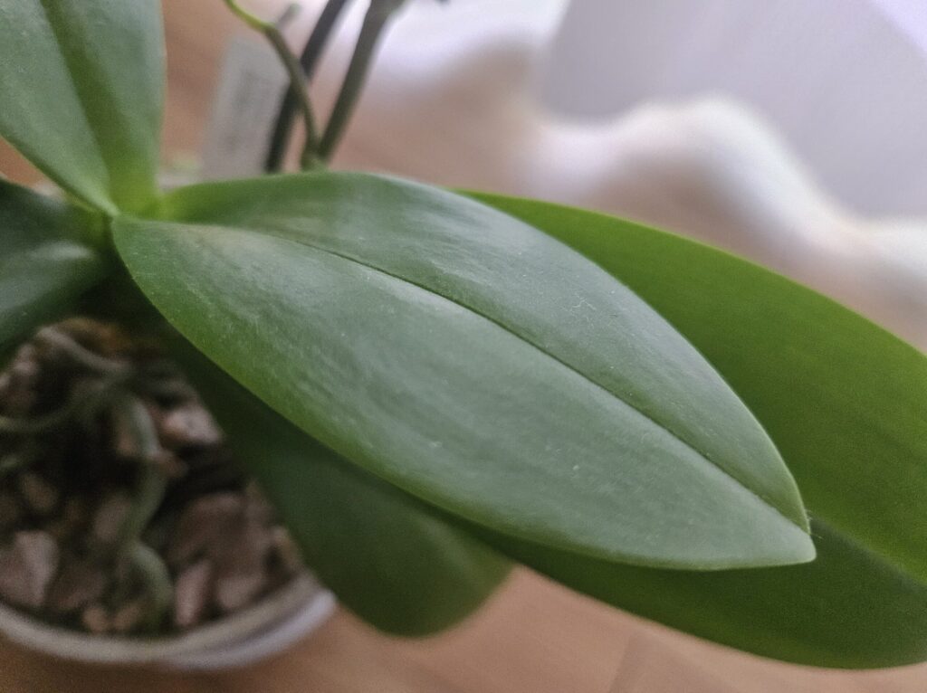胡蝶蘭の濃い緑色で厚みと艶のある健康な葉の写真｜張りがありしわや黄変のない正常な葉の状態を示す実例（室内管理・鉢植え）