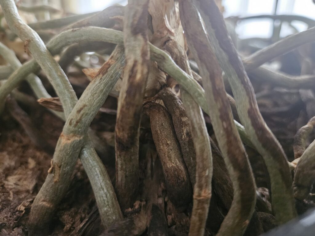 胡蝶蘭の黒く変色し一部がしわ状に萎縮した傷んだ根の写真｜根腐れによる過湿・通気不良で機能停止した状態の実例（バーク植え・室内管理）