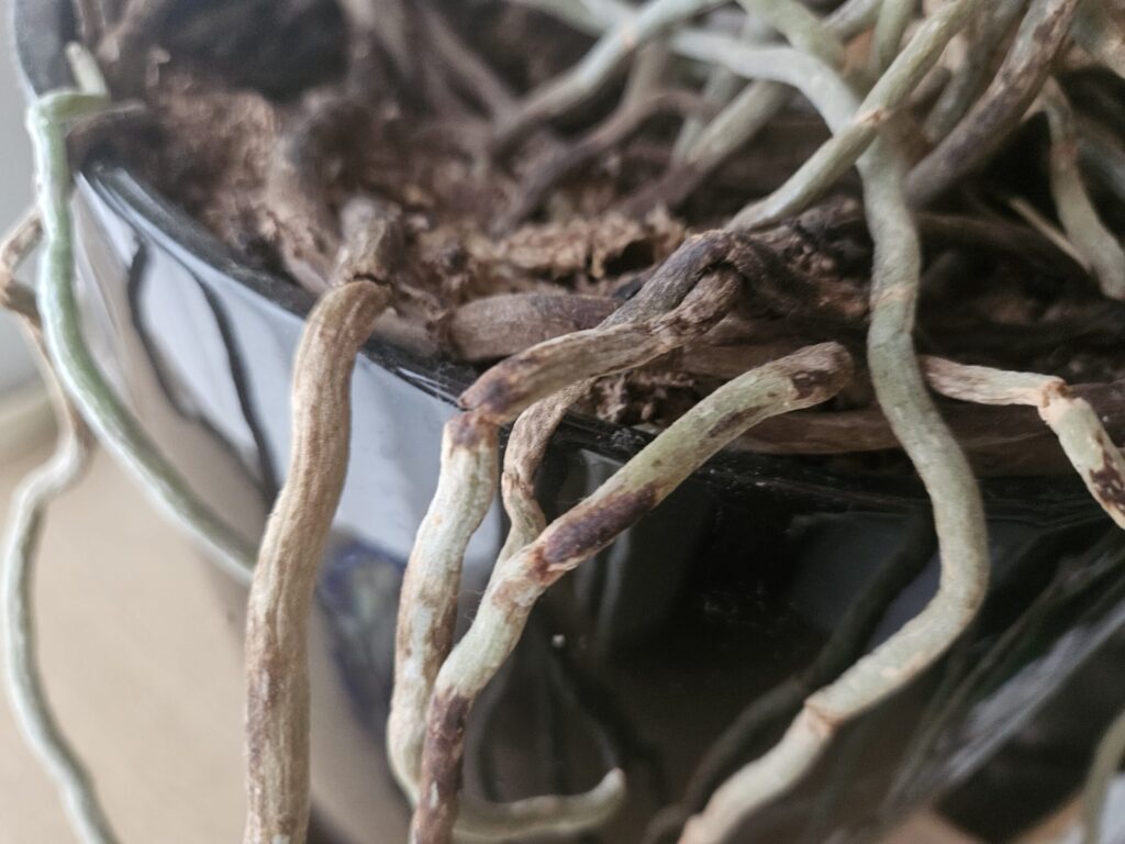 胡蝶蘭の茶色く変色し細くしわ状に萎縮した傷んだ根の写真｜根腐れや長期過湿で吸水機能が低下した状態の実例（植え替え未実施・バーク劣化）