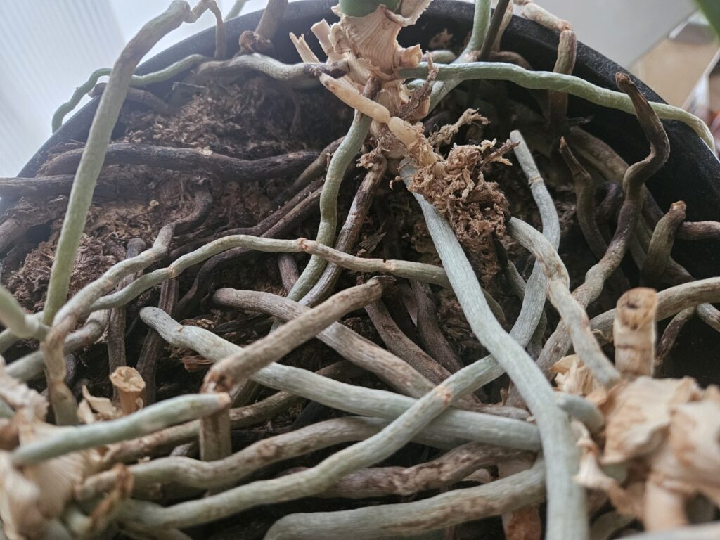 胡蝶蘭の鉢内で健康な白緑色の根と黒く傷んだ根が混在している状態の写真｜根腐れ進行と正常根が入り混じる実例・植え替え判断の参考（バーク劣化）