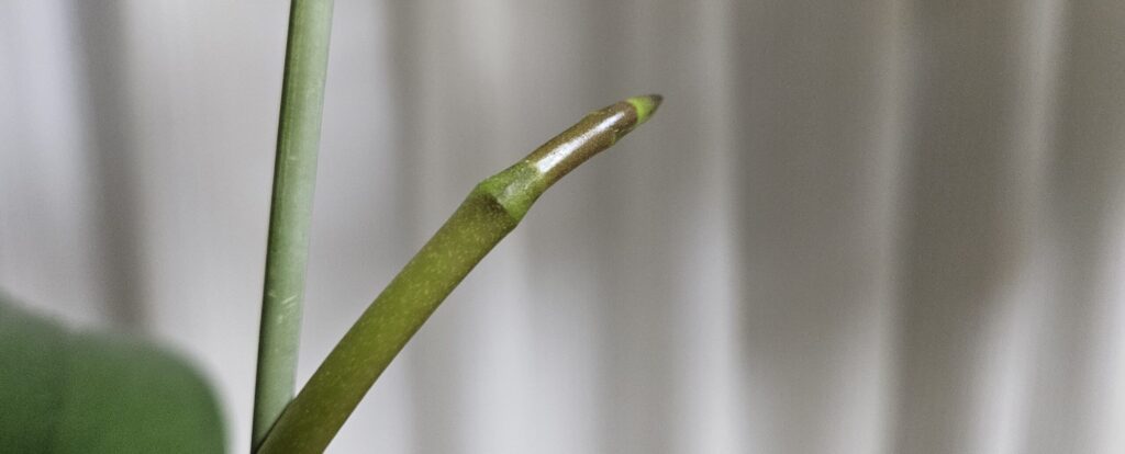 胡蝶蘭の花芽の実例写真|新根と間違えやすい先端が少し尖る花芽の先端形状を解説