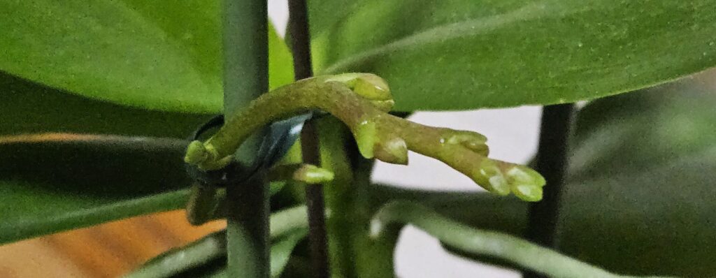 胡蝶蘭の花芽の実例写真|平たく節のある先端と花房原基の特徴を解説
