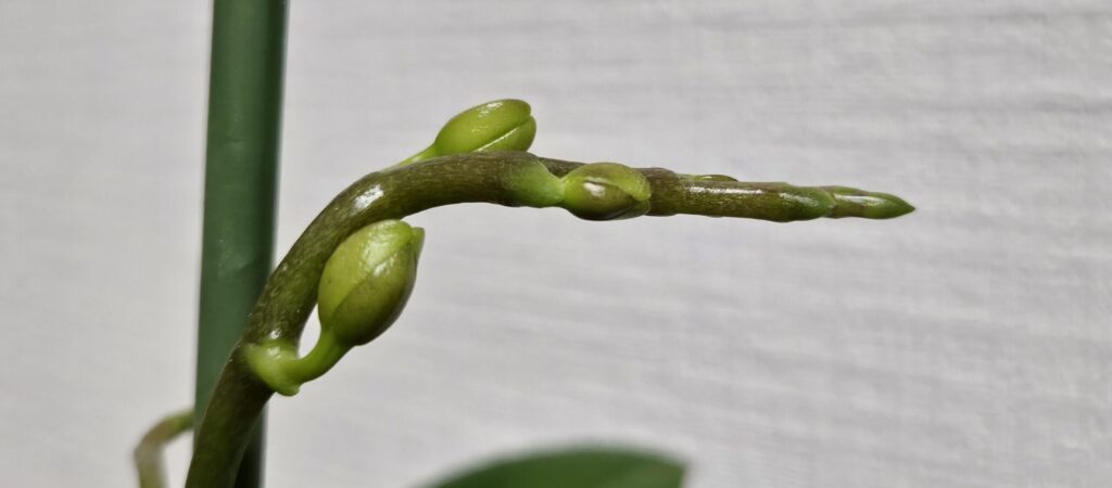 胡蝶蘭の花芽が蕾を形成した実例写真|開花直前までの成長段階を解説