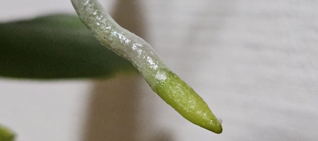 胡蝶蘭の新根の拡大写真|半透明の健康な根先を見分けるポイント解説