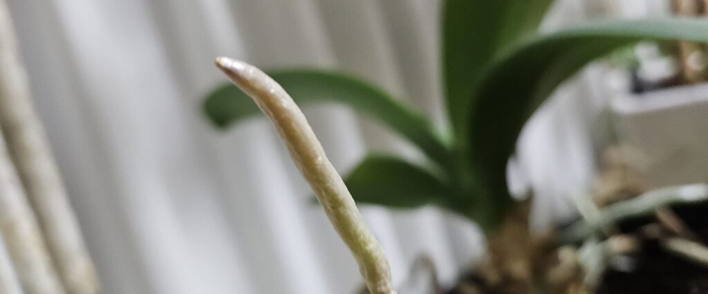 胡蝶蘭の鉢外へ伸びる新根写真|空気中に伸びても切らずに管理する正常な根