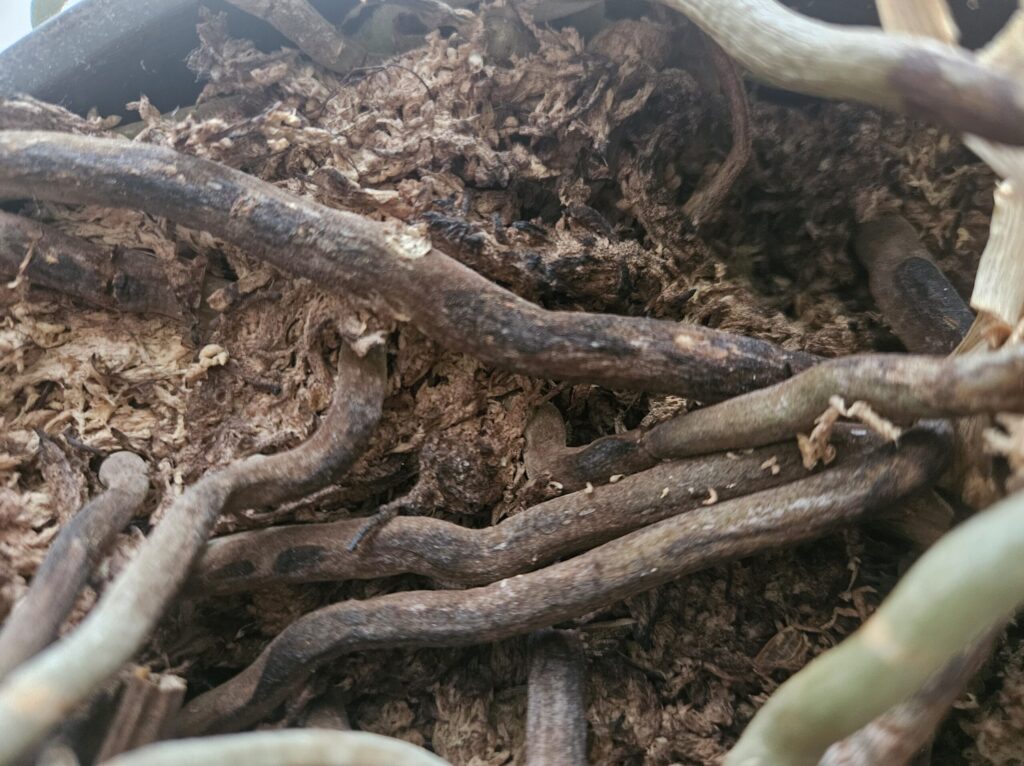 胡蝶蘭を長期間植え替えしていない鉢内の写真｜劣化したバークと黒く傷んだ根が密集し通気性が低下した状態の実例（根腐れリスク）